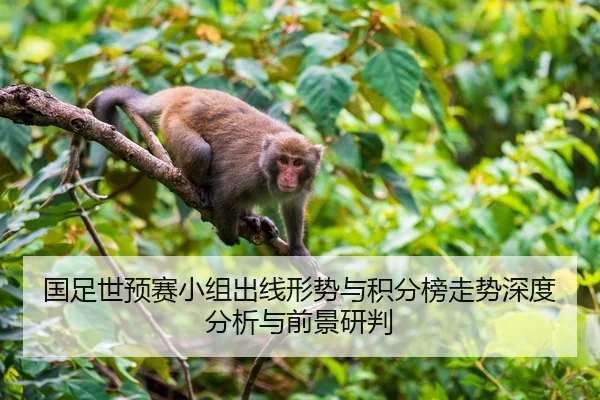 国足世预赛小组出线形势与积分榜走势深度分析与前景研判